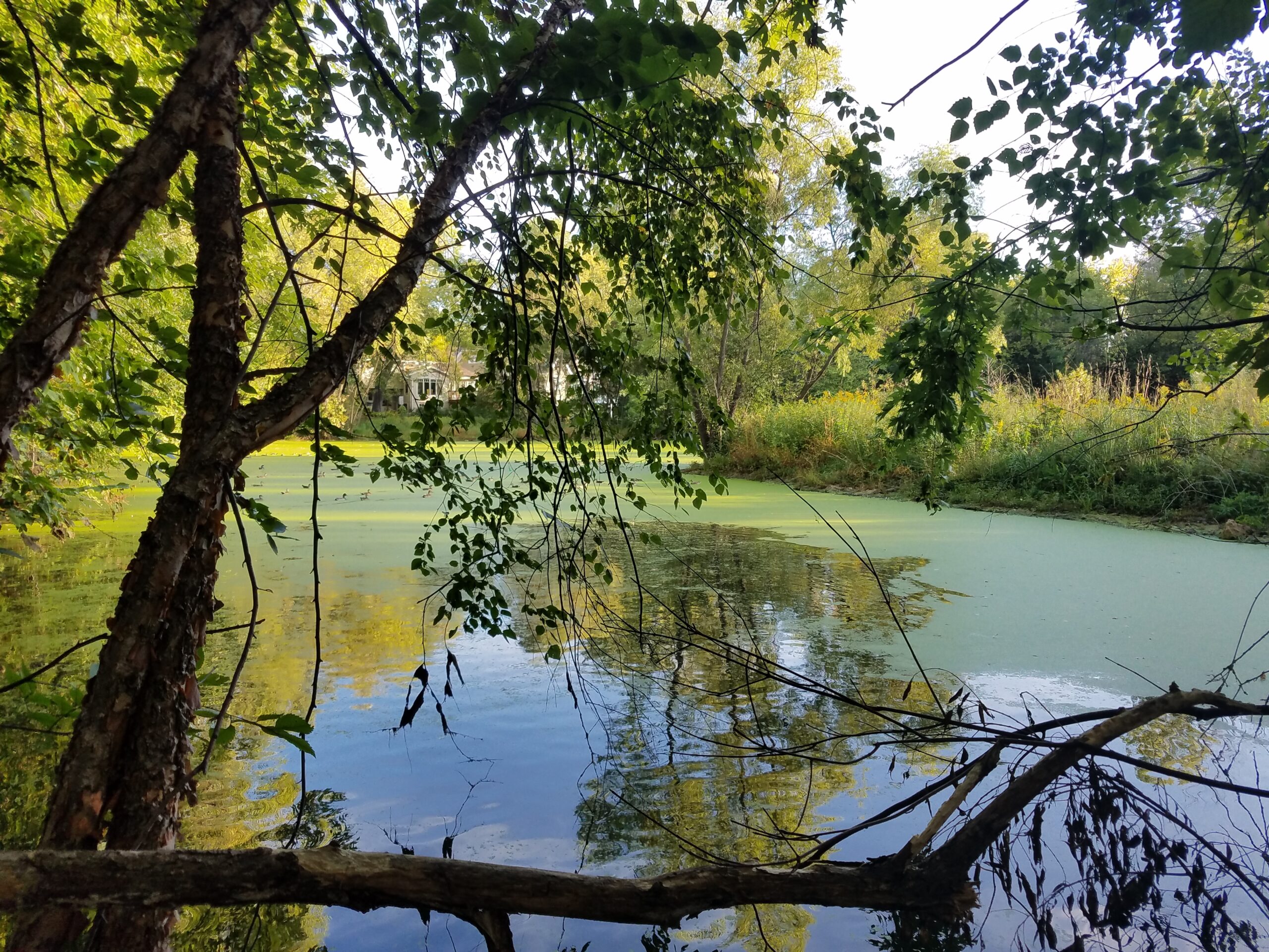 Pamela Park Wetland Restoration Project - Minnehaha Creek Watershed ...